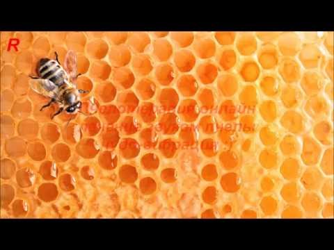 Пчелотерапия онлаин вибрации звуков пчелы на пасеке