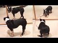 Testing Dog Reaction To Mirror Funny Dog Mirror Reaction Compilation