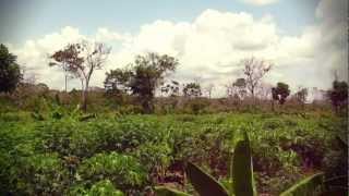 Tierra Vida - An Ayahuasca Journey