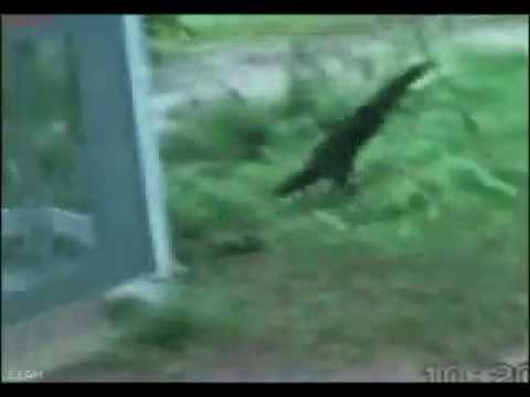 Dog and monkey fight