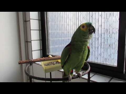 Papagaio PATRIOTA canta Hino nacional