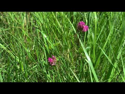 Die Wiesen dieser Welt