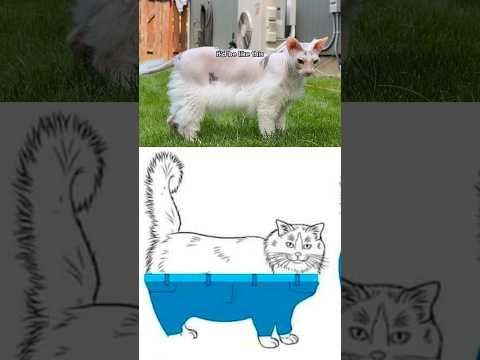 My Cat Solved The Mystery🤨 #shorts #pets #cats #sphynx #donskoy