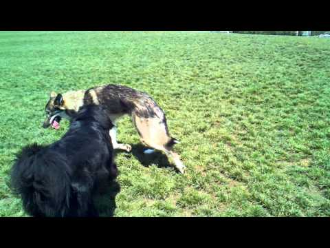 Wolf at the Hillsboro dog park?