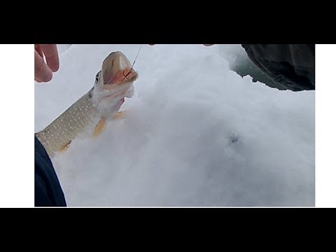 Рыбалка со льда. Щука на жерлицы.