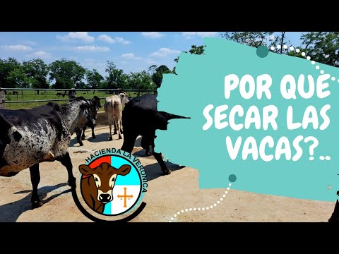 , title : 'POR QUE SE DEBEN SECAR LAS VACAS LECHERAS'