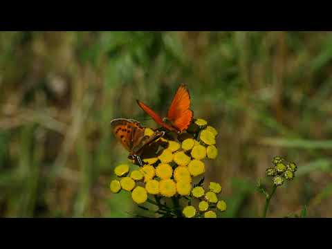 Dukatenfalter (Lycaena virgaureae) Paar, Niedersachsen, LK UE SW  21.07.2019