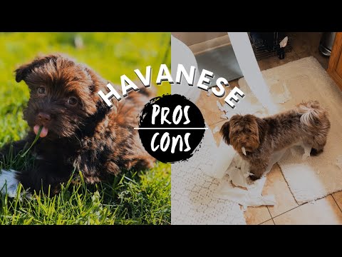 Havanese: PROS & CONS of the breed