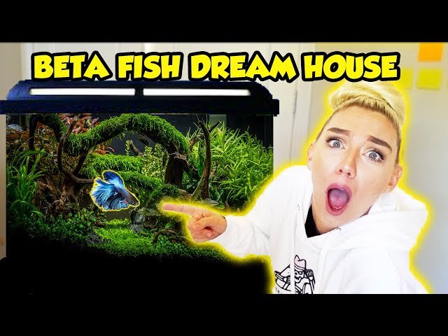MAKING MY BETA FISH HIS DREAM HOME