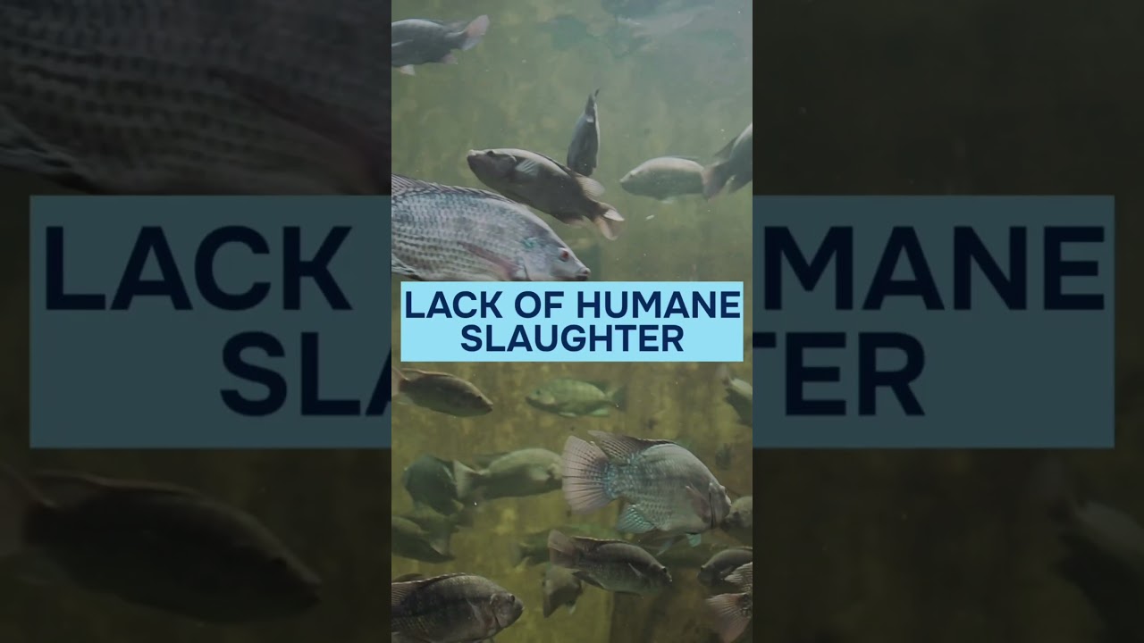 The Invisible Suffering of Farmed Fish | Wasseem Emam | Journal of Animal Ethics