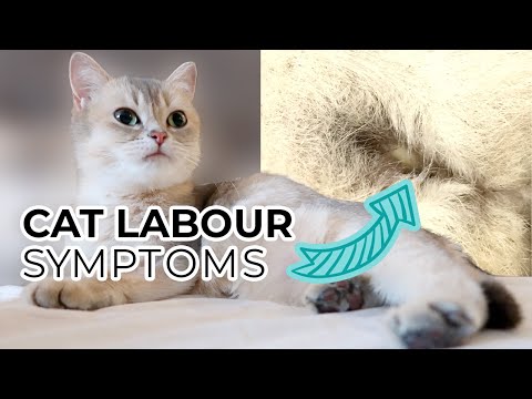 TOP 10 SIGNS YOUR CAT IS IN LABOR (including pre-labor symptoms) + Sneak Peak of Nala's Kittens