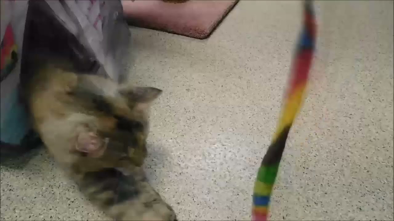 Enlarge GERTRUDE, a ADOPTABLE Calico in Ironwood, MI video 2/2