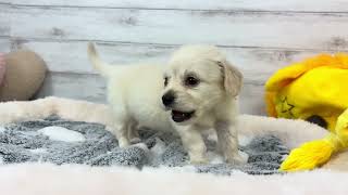 ハーフ犬の動画01