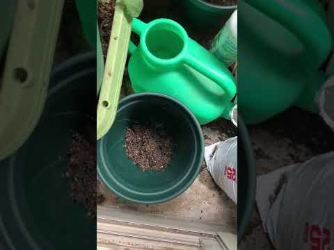 クレマチスの植え方は？おまけとして、適切にメンテナンスしてトリミングするためのヒントもお届けします。  庭園