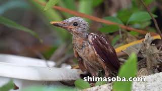 保護したアカショウビン段ボールハウスから5羽巣立ち(動画あり)