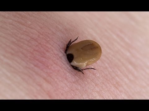 , title : 'Dünyadaki En Tehlikeli 10 Böcek Türü'