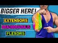 Forearms: The ONLY THREE Exercises You Need For Growth! (+Bonus