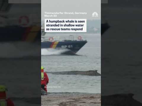 A humpback whale is seen stranded in shallow water as rescue teams respond