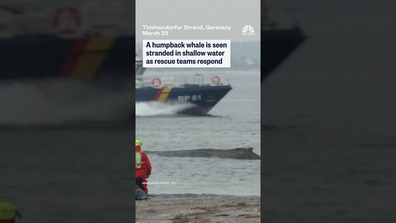 A humpback whale is seen stranded in shallow water as rescue teams respond