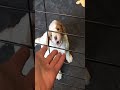 Goldendoodle dogs for sale: Miss Hot Pink - Video 3