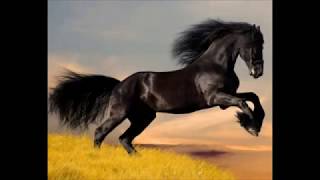 Když se zamiluje kůň (When the horse falls in love) - Lucie Sedláčková 7 roků (7 years)