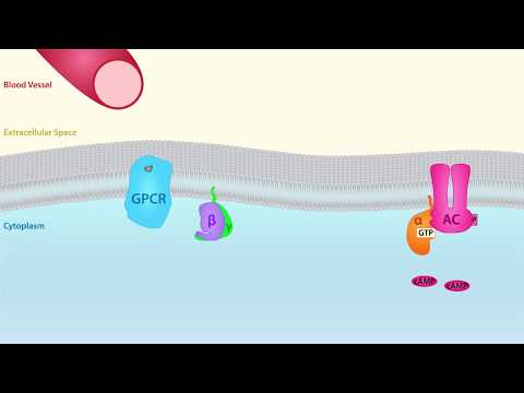 GPCR Scientific Animation