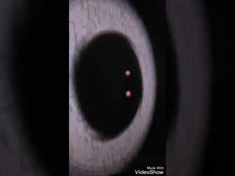 Creepypasta ITA: teoria di giratina