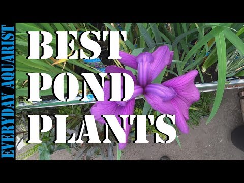 , title : 'Best Pond Plants To Reduce Algae and Clear Green Water'