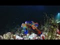 The Magical Mating Ritual Of The Mandarin Fish 4K