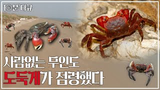 모래해변 + 숲 + 갯벌 - 사람 = 도둑게 에겐 '천국'