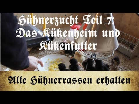 Zucht alter Hühnerrassen - Teil 7: Die Küken sind da, das Kükenheim und das richtige Kükenfutter