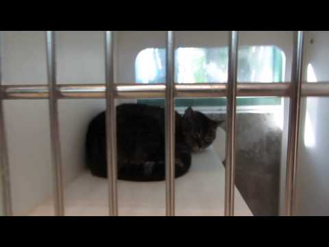 Adoption Cat Video, an adoptable Domestic Short Hair in Largo, FL_image-1