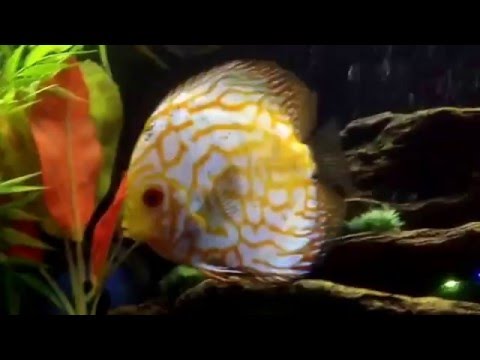Aggression in the Discus Tank
