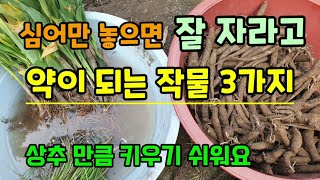 심어만 놓으면 잘 자라고 약이되는 작물3가지 이렇게 심으면 대박나요 상추만큼 키우기쉽다.