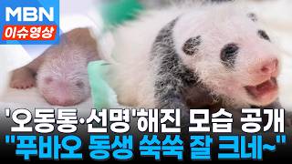 '오동통' 살 오른 아기 판다...푸바오 동생 3주만에 폭풍 성장! [이슈영상]