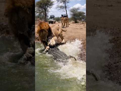 Buaya Nekat Serang Singa #shorts #shortsfeed #shortvideo #shorts #shorts #shorts #shorts