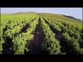 Flying Lemon Orchards In Barrydale Phantom V1