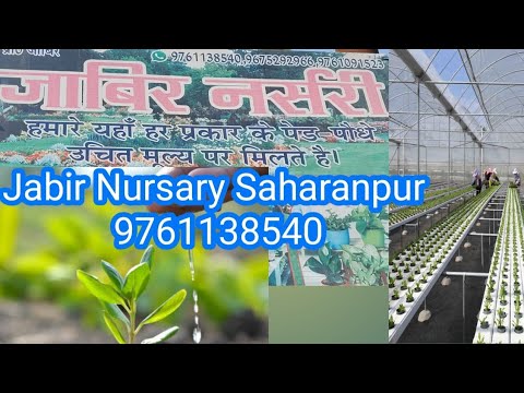 Jabir Nursary. Plantation Business.  How To grow your Plant. 9761138540. Saharanpur