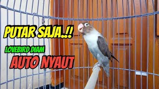 Download lagu Lovebird Gacor Ngekek Panjang Diawali Fighter Lanjut NGEKEK, Baru di Pancing Bikin Lawan AUTO NYAUT mp3 Download lagu Lovebird Gacor Ngekek Panjang Diawali Fighter Lanjut NGEKEK, Baru di Pancing Bikin Lawan AUTO NYAUT mp3