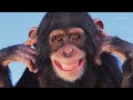 Monkey Sounds Happy Monkeys Laughing