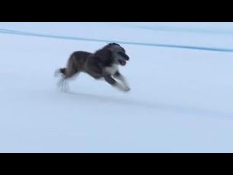 Dog interrupts Ski Race for a solid 6 minutes