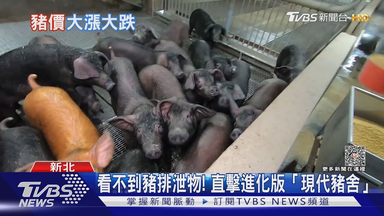 大漲大跌之後端午將至　「豬價」恐再漲一波