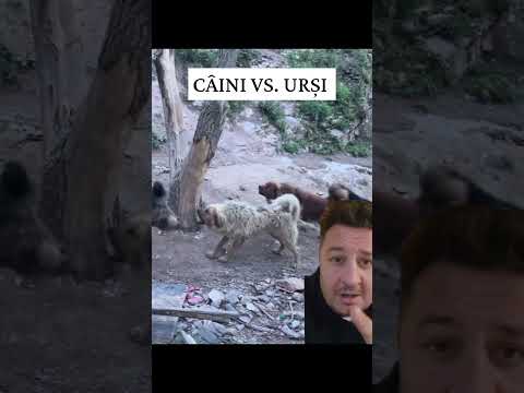 Câinii pun la respect urșii!