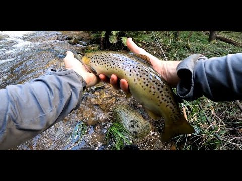 Dragged Down the River by a LARGE Brown Trout + Catch & Cook