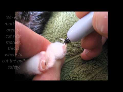 A Great Way to Cut a Cats Nails