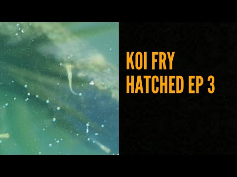 Koi Breeding 19 EP 3 - Fry Hatched.