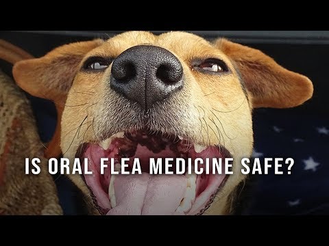 Are Oral Flea Medicines Safe?