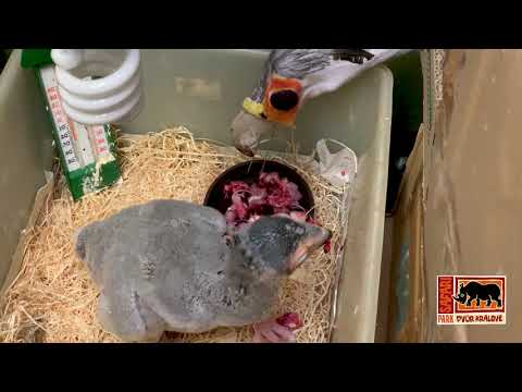 Umělý odchov hadilova písaře