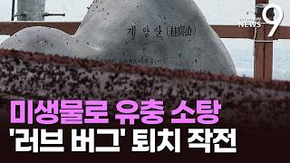 올 여름엔 안 당한다…계양산 러브버그 '유충 소탕' 인천상륙작전 [뉴스9]