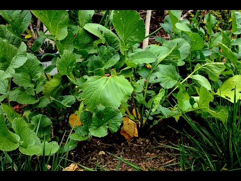 download lagu mp3 mp4 Black Winter Radish, download lagu Black Winter Radish gratis, unduh video klip Black Winter Radish